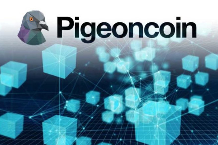 Hacker Learn the Hard Way after Spending Whole Day Hacking Pigeoncoin